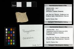 Foto (Objekt + Etiketten) von Nodoprosopon ornatum (Meyer, 1842) 